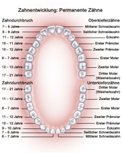 zahnwachstum